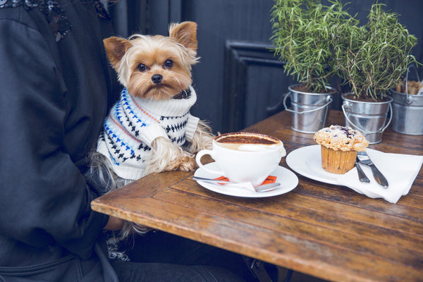 Fairisle Cashmere Sweater