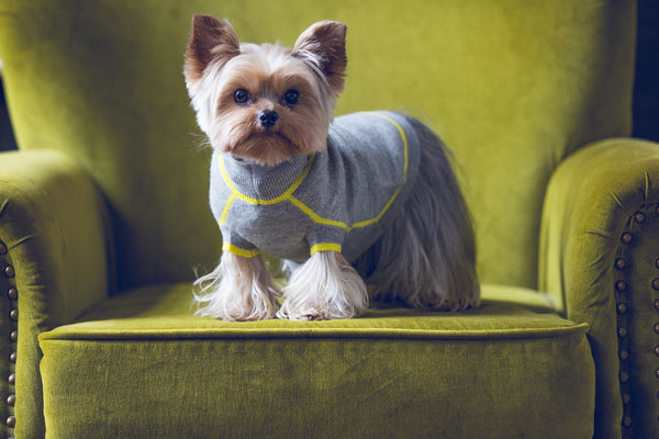 Contrast Trim Cashmere Sweater in Dove & Lemon
