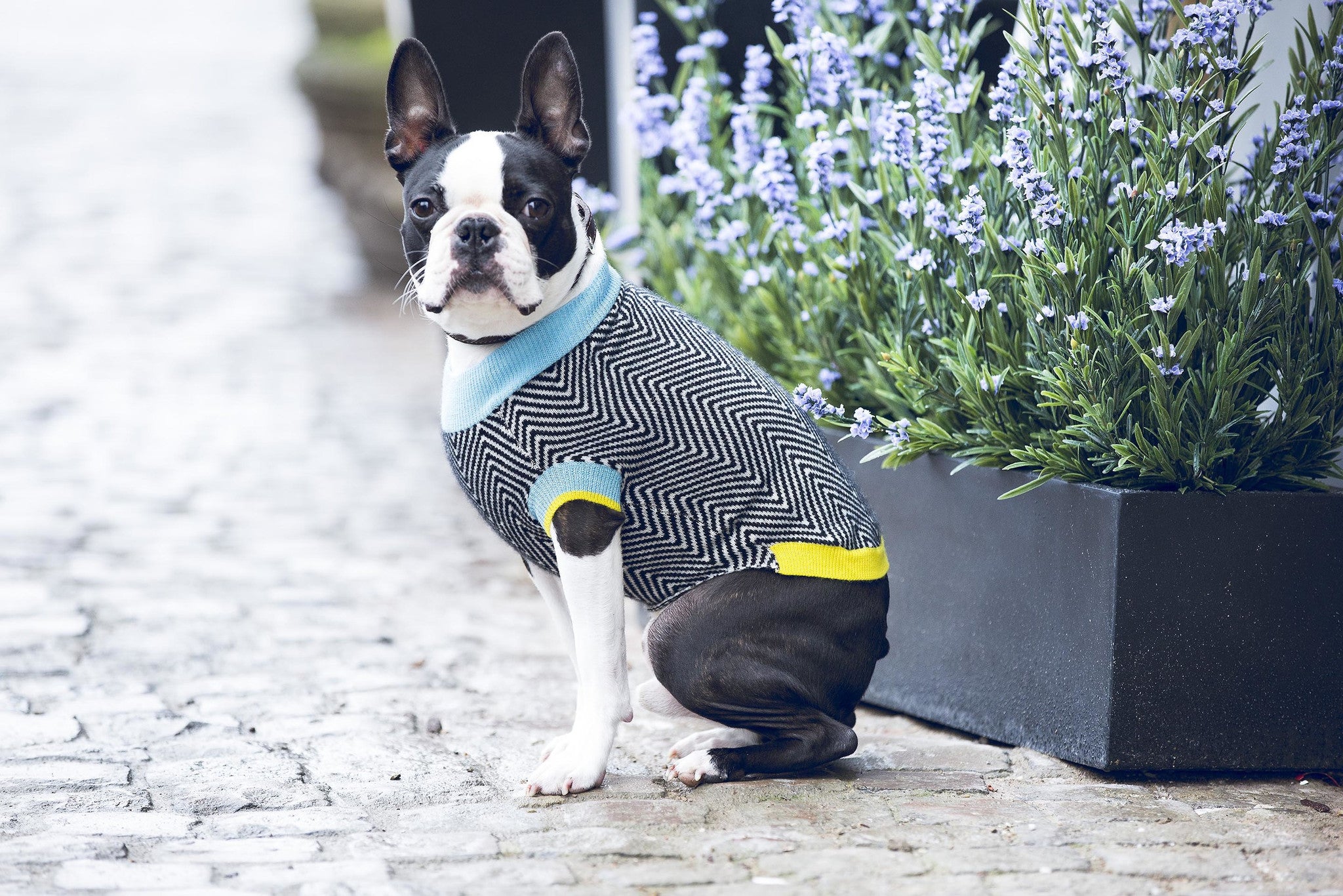 Boston 2025 terrier sweater